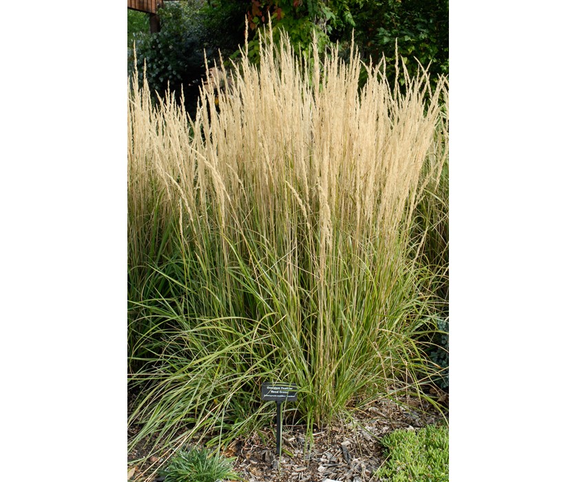 Overdam Feather Reed Grass